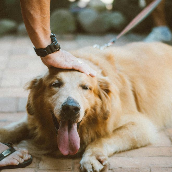 Itzhome Warrington Pet Sitting Services