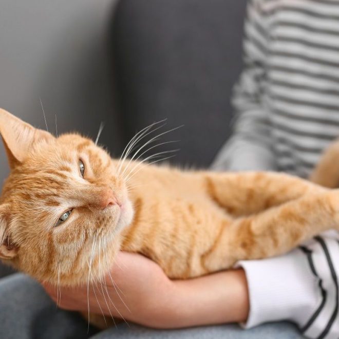 Itzhome West Lancashire Pet Sitting Services