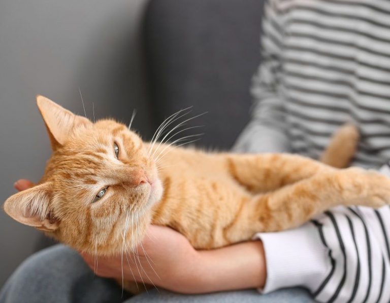 Itzhome West Lancashire Pet Sitting Services
