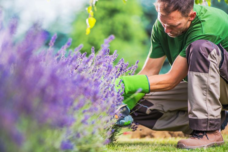 Gardening Services York