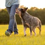 Itzhome Exeter Pet Sitting Work Opportunities