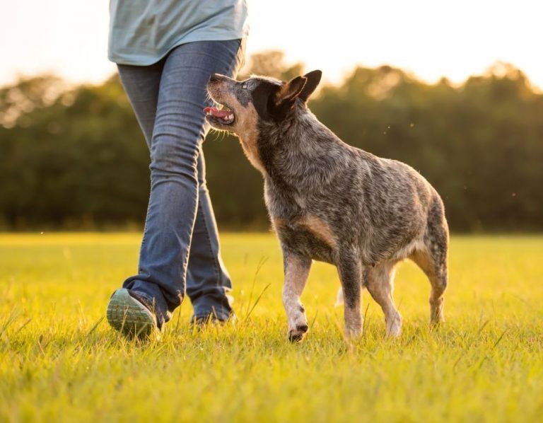 Itzhome Exeter Pet Sitting Work Opportunities