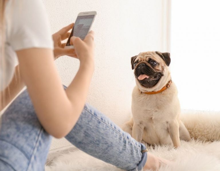 Itzhome Perth Pet Sitting Work Opportunities
