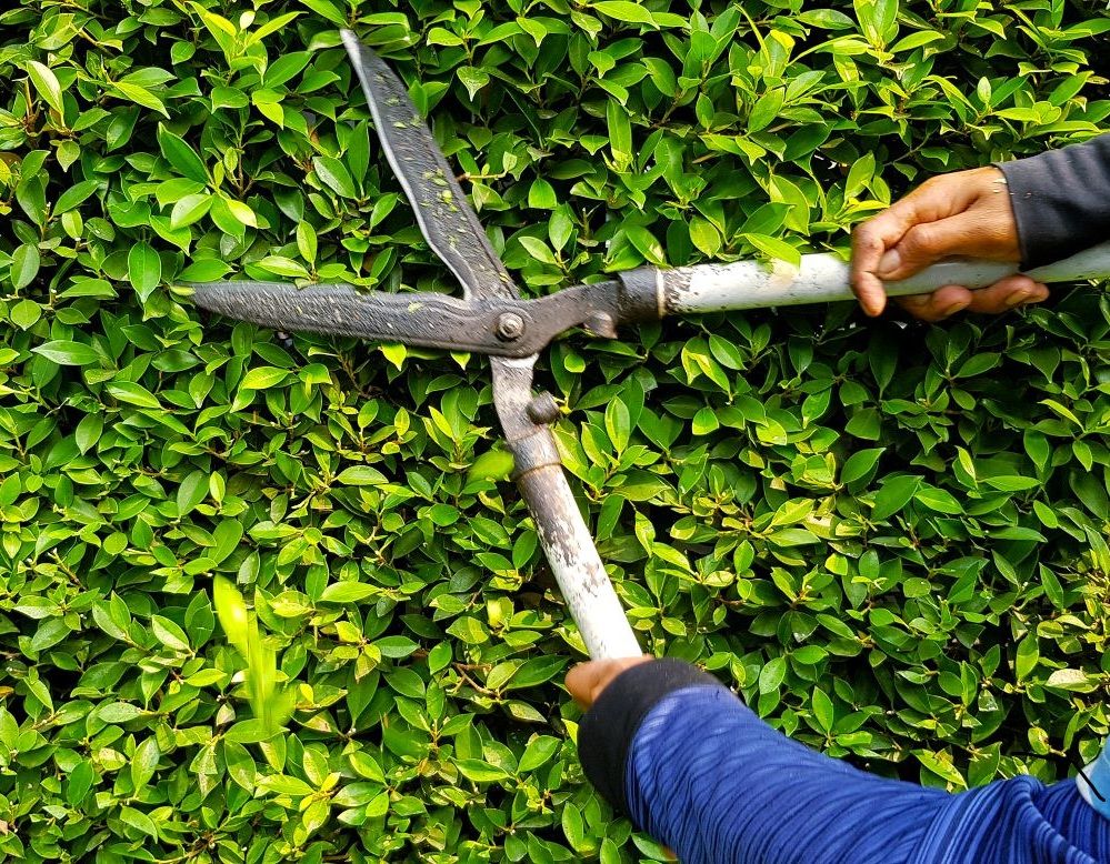 Southend Gardening Services