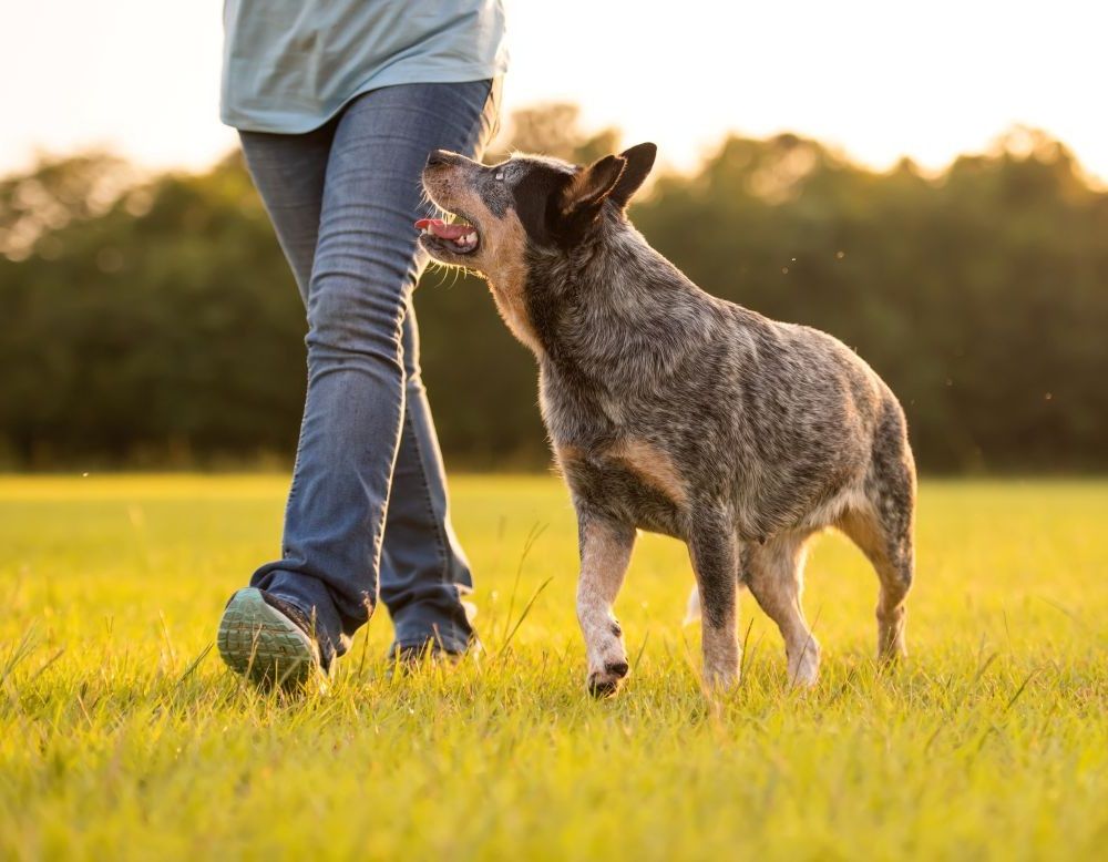 Pet Sitting Services in Bradford