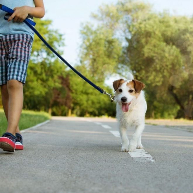 Itzhome Chiswick Pet Sitting Services