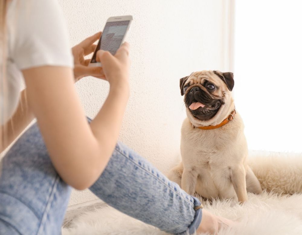 Hertford and Biggleswade and Royston Pet Sitting Services