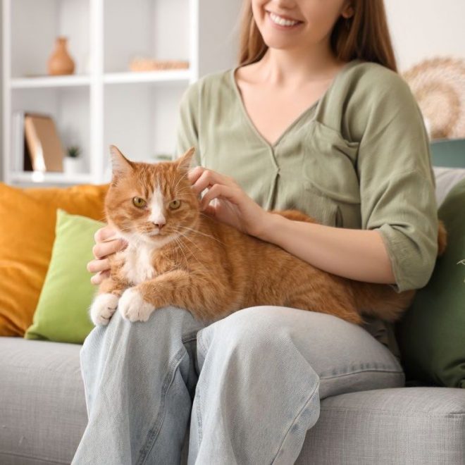 Itzhome Kingston Pet Sitting Services