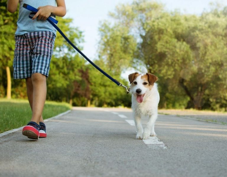 Itzhome Aylesbury Pet Sitting Services